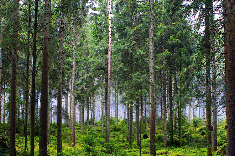 Vehreä sekametsä