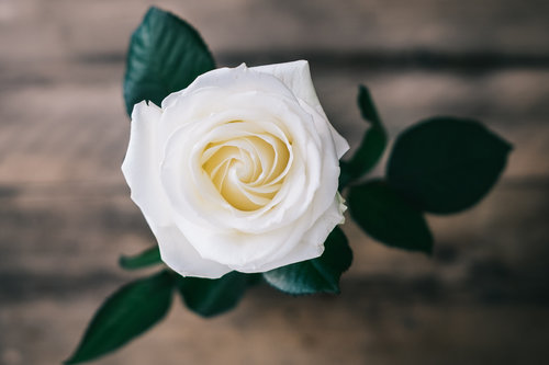 Valkoinen ruusu.